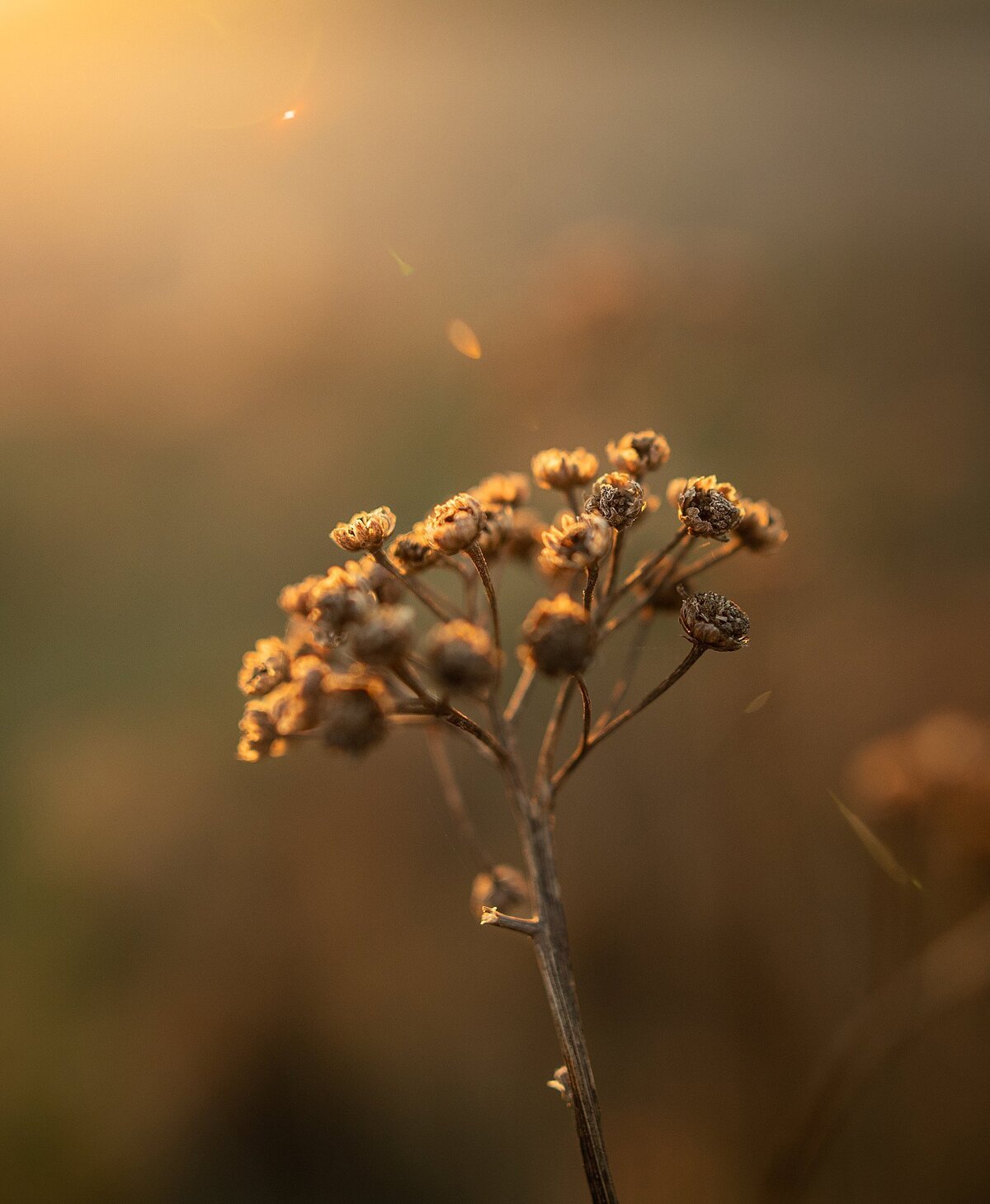 Dried flower