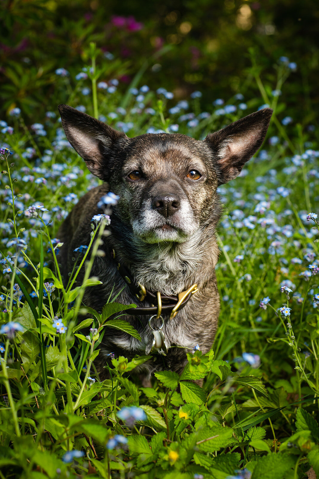 Small Dog Photography in Sacramento Dog sitting in the flowers and grass