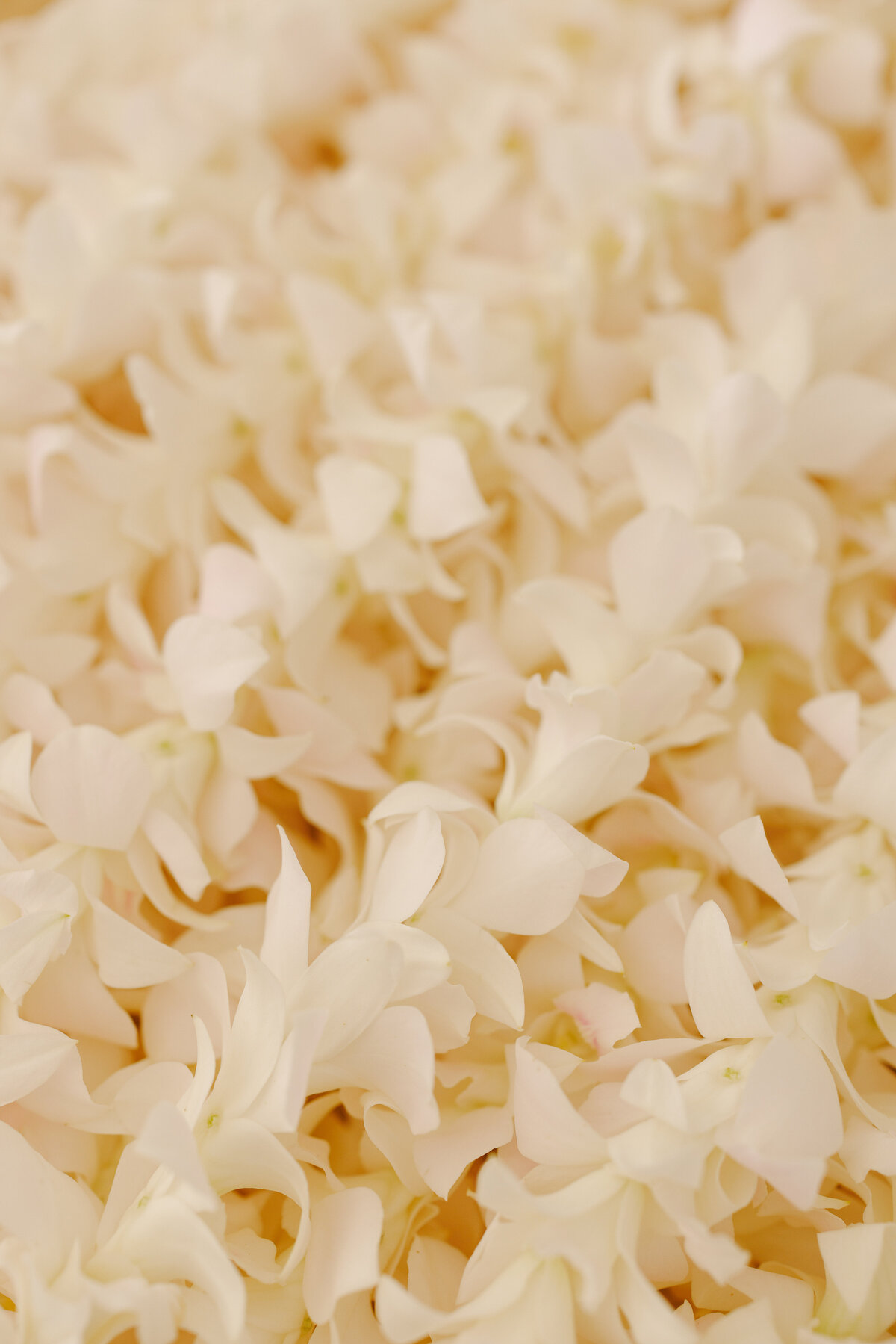 Luxury-Hawaii-Wedding-1358