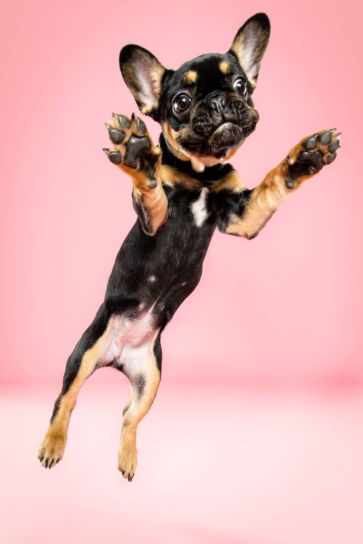 Portfolio - The Beloved Pup Photo Studio Alabama Dog Photographer 4