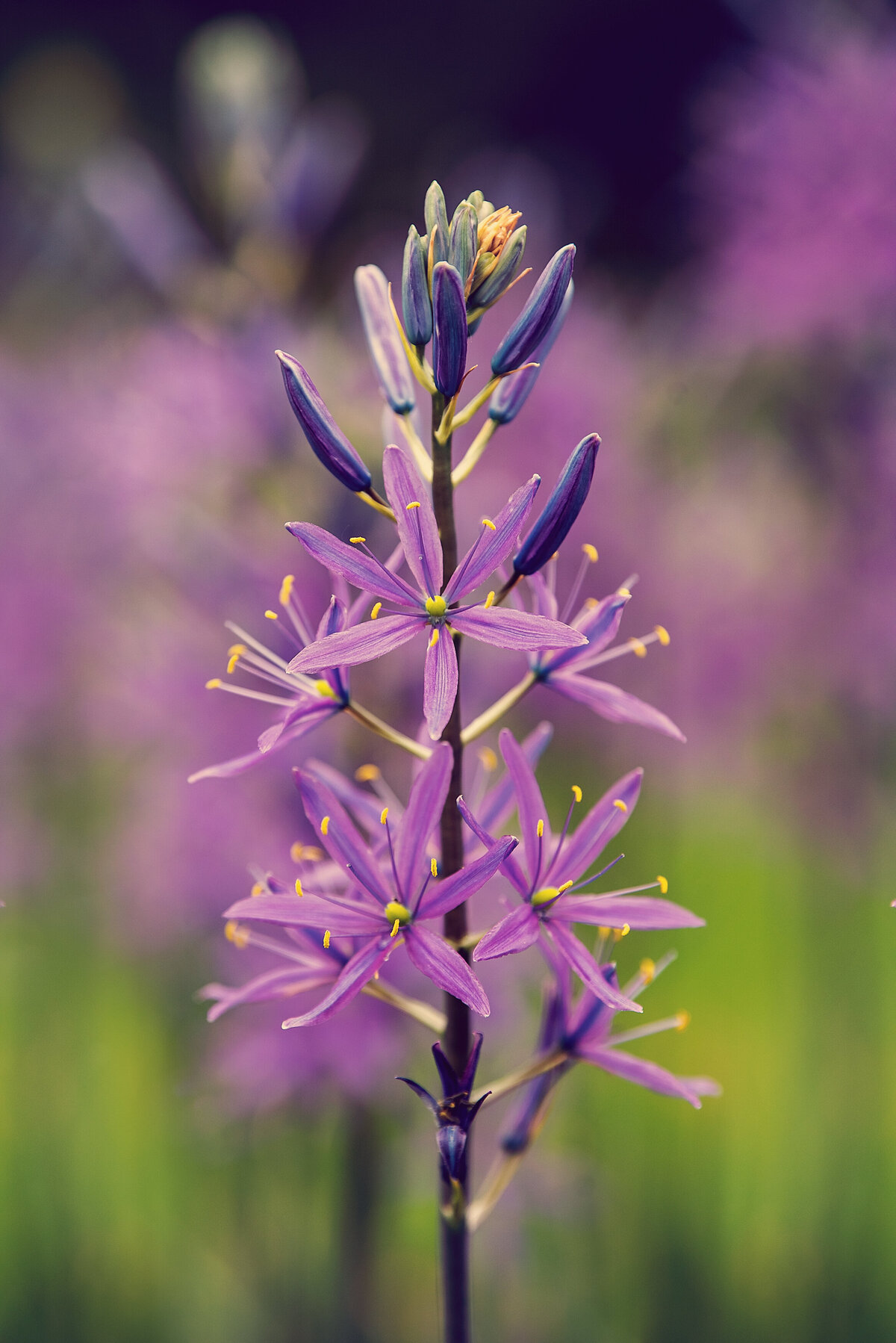 liz allen photography flowers-86