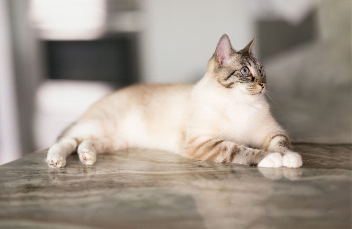lilla-bordas-portraits-tampa-CAT-photographer1270