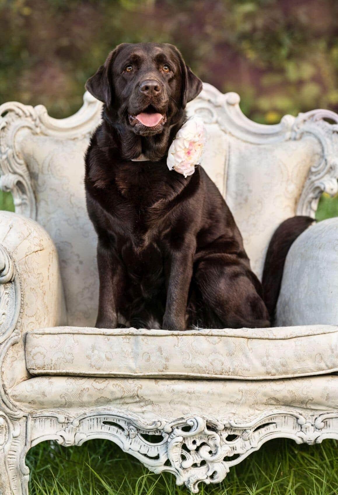 lilla-bordas-portraits-tampa-DOG-photographer1381_2_1 - Copy