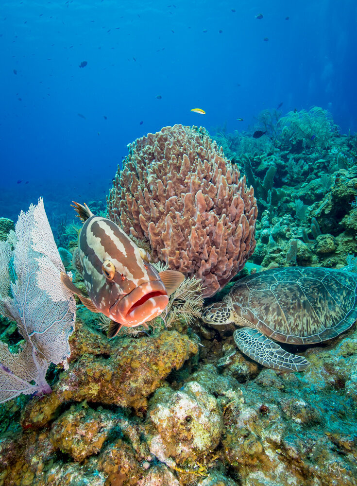 RGEORGE_2019_Roatan2019_5B9A9957_0186-3