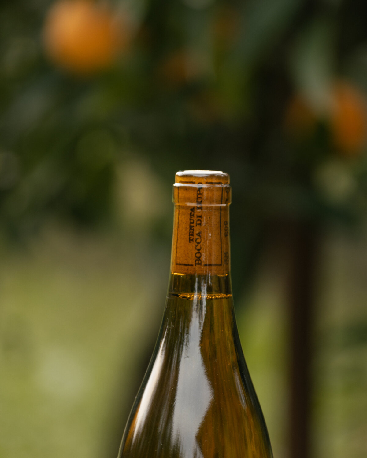 24Nov2025_BoccaDiLupo-91