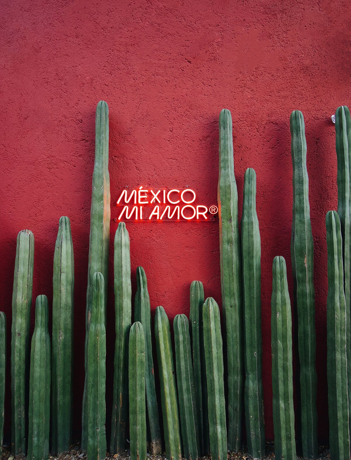 Red Mexico my love neon sign on red wall surrounded by tall cactus