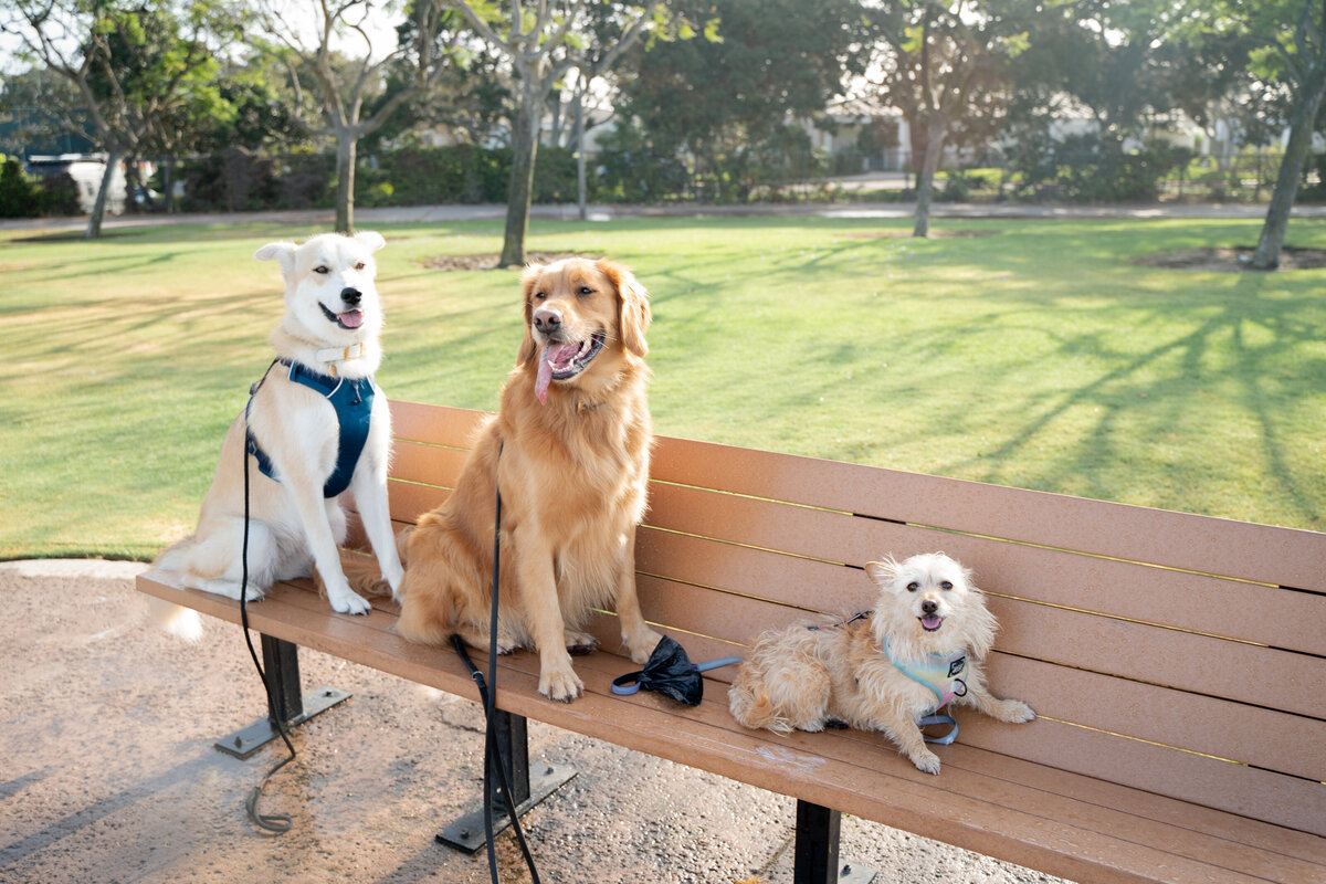 Dog Portrait San Diego