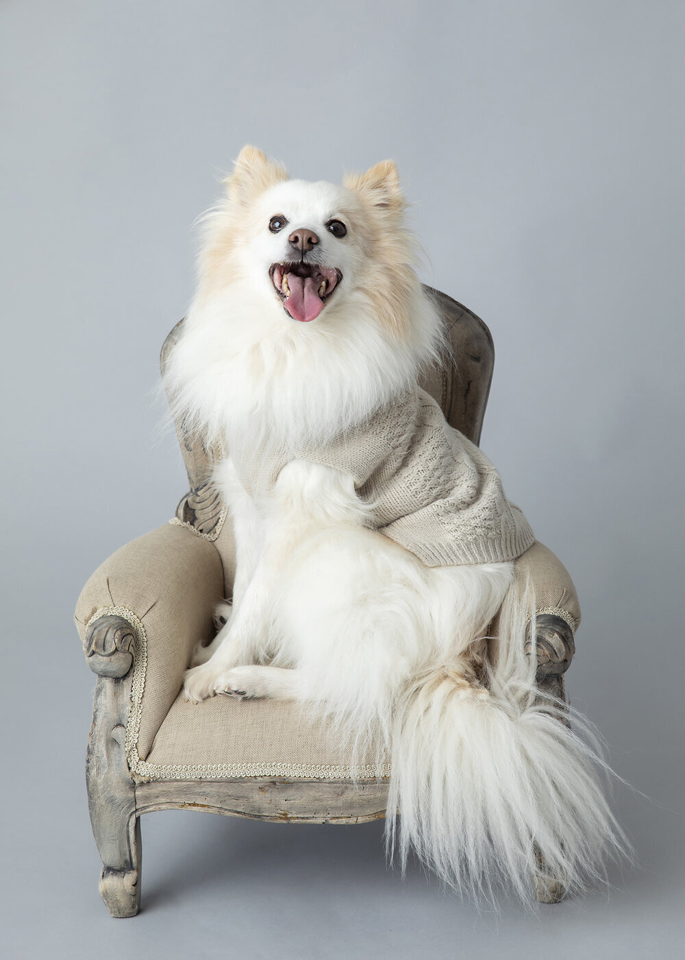 PETS_POMERANIANPUPPYDOGWHITEONCHAIR