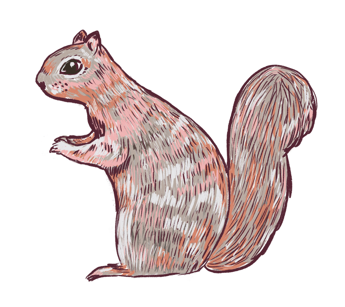 squirrel