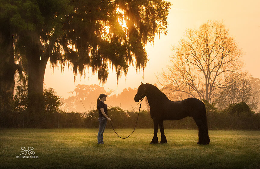 fresian stallion brec dressage florida