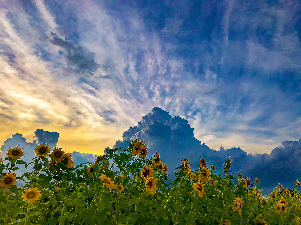 skysunflower-111