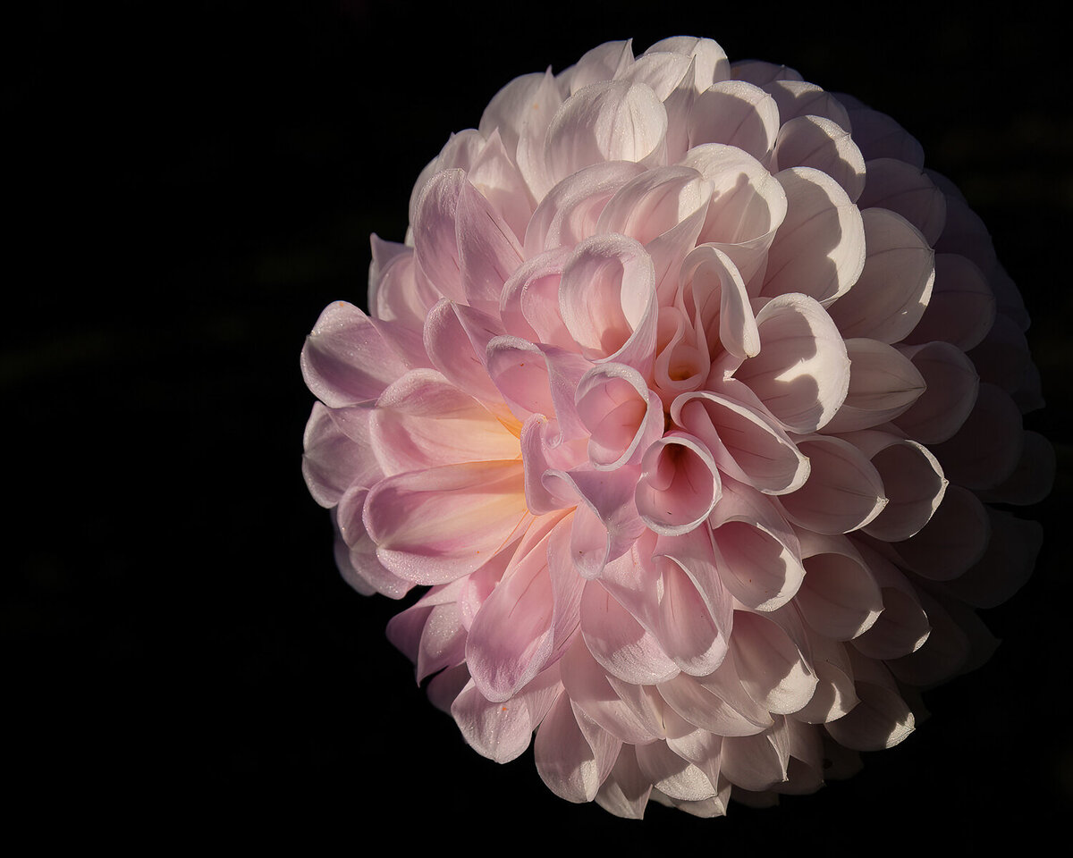 pink-dahlia-flower-single