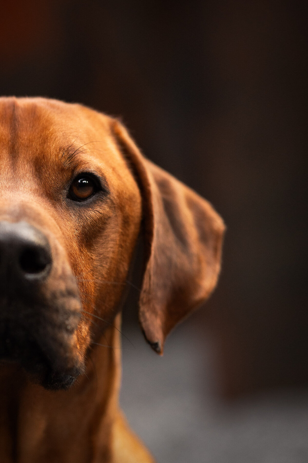 Hondenportret-Limburg