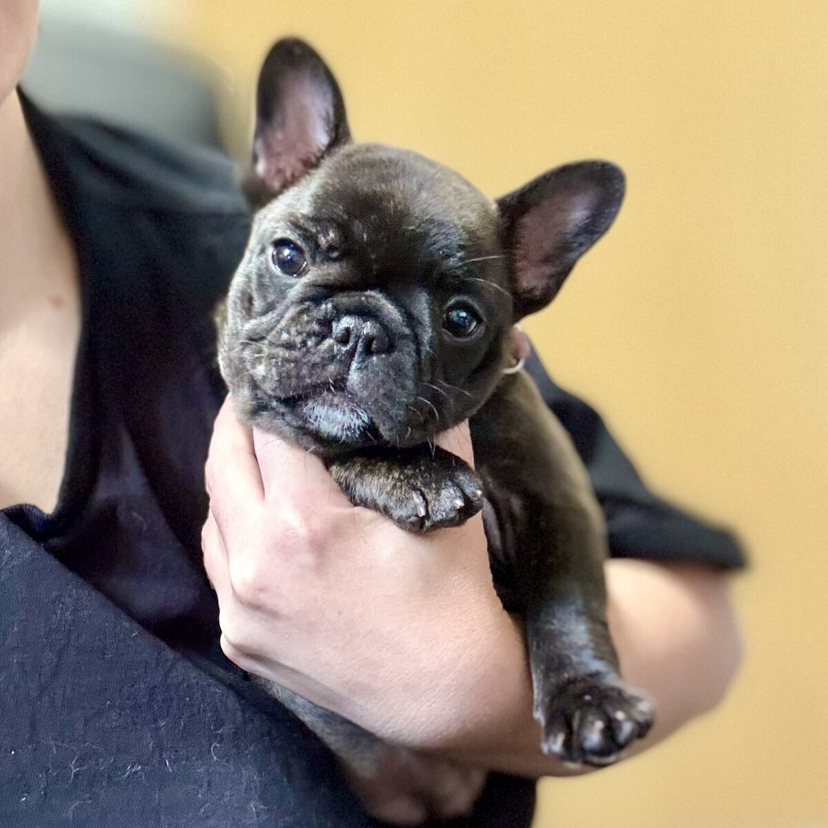LMN Bulldog puppy 2