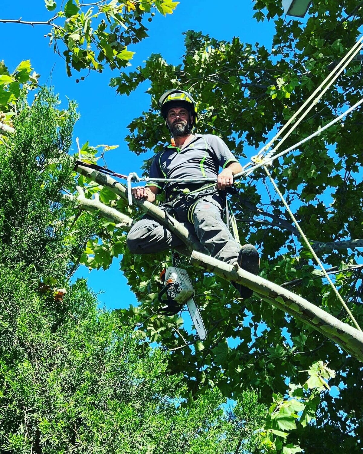 Evergreen Tree Services SA-London Plane Removal + Stump 003