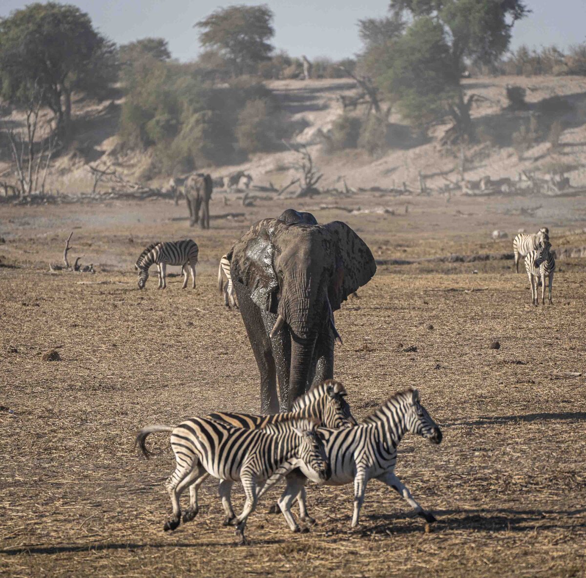 Leroo La Tau _ Boteti River & Makgadikgadi Pans National Park Zebra Migration_By Stephanie Vermillion(7)