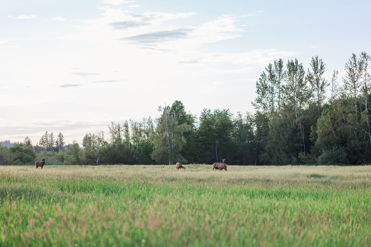 Elk-Fields-Northbend-WA-Engagement-Photo-53