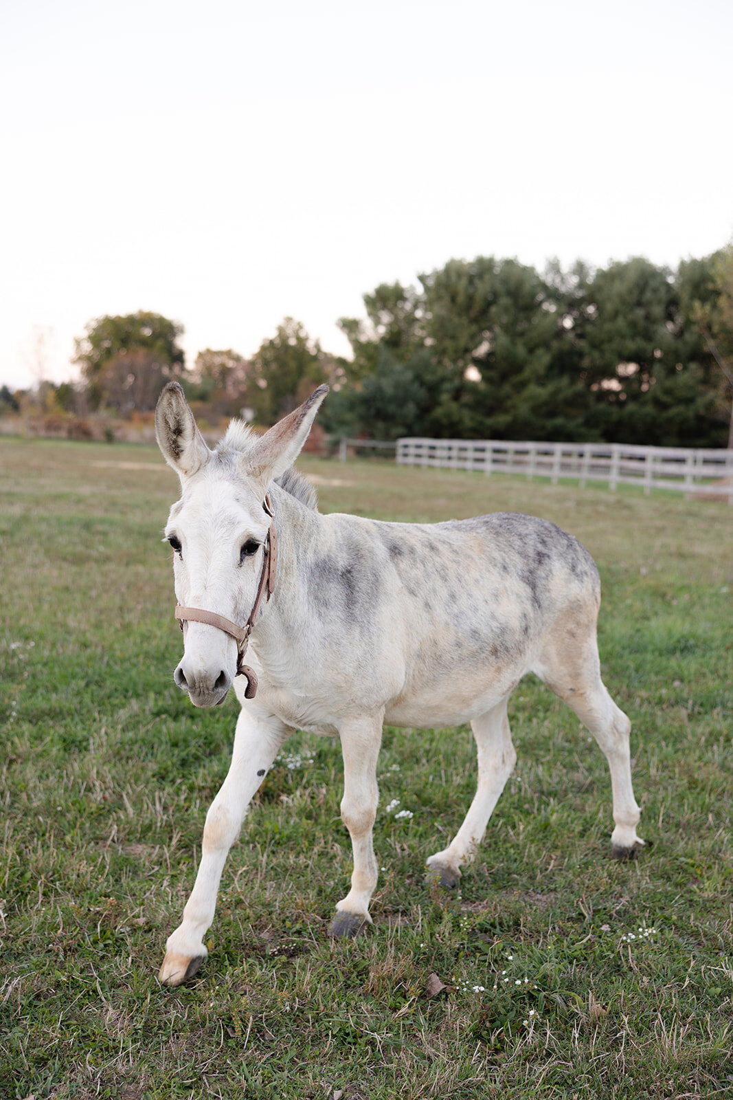 shank-family-2025-127