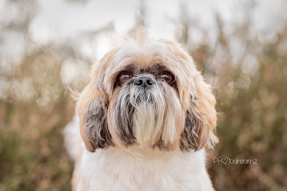 Fotoshoot-honden-limburg-shihtzu09