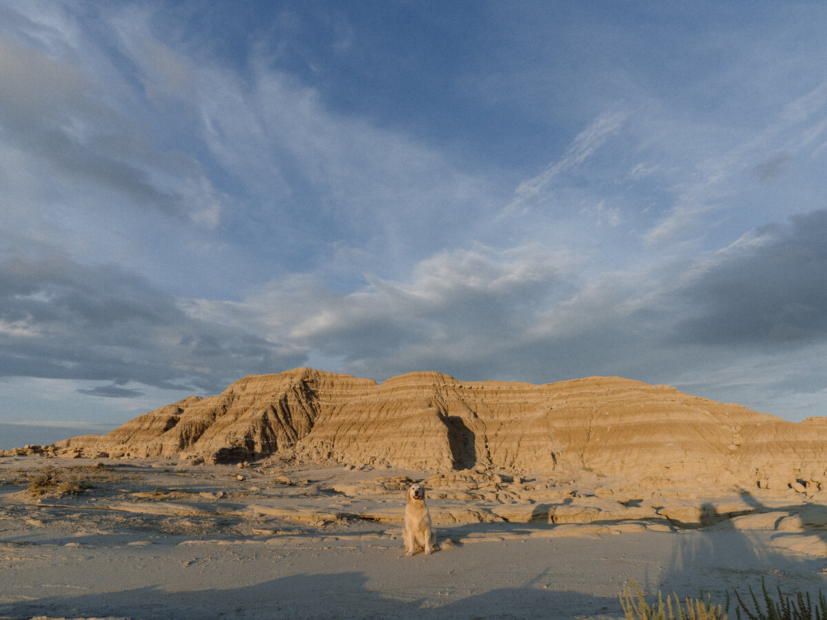 The Pineapple Wagon Koda May Gold Retriever Traveling Overlanding Dog