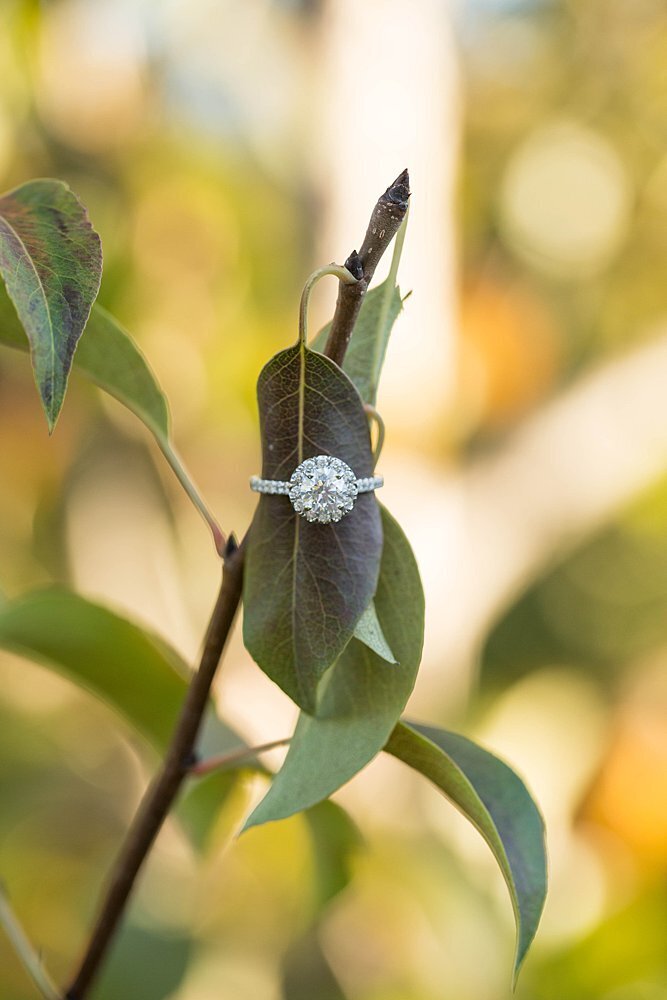 Engagement ring on pear orchard branch