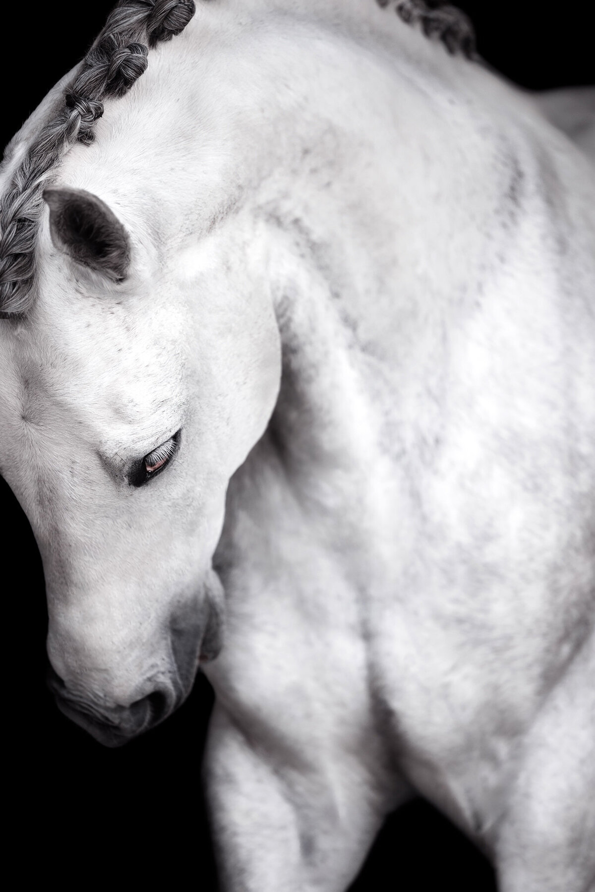 equine-black-background-session copy