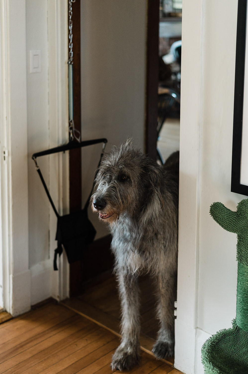 Dog standing next to jolly jumper.