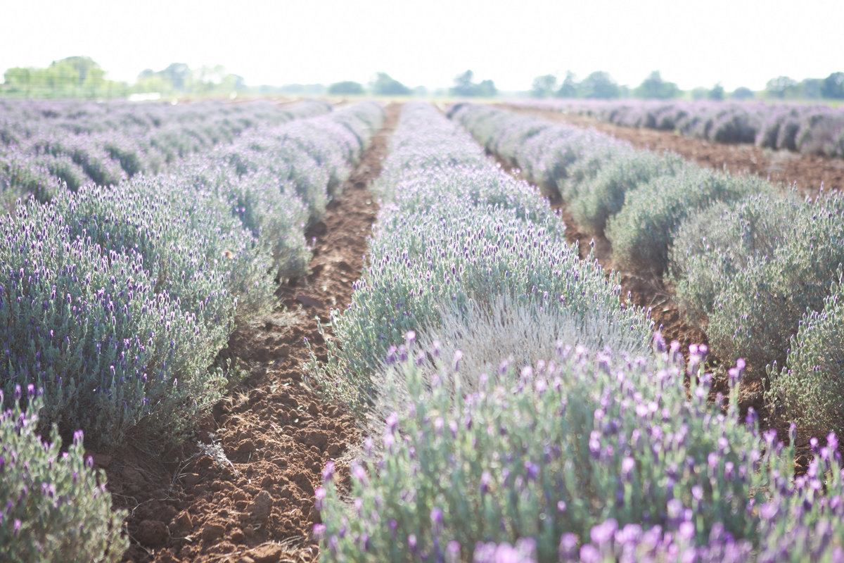 Austin Family Photographer, Tiffany Chapman Photography lavender fields photo