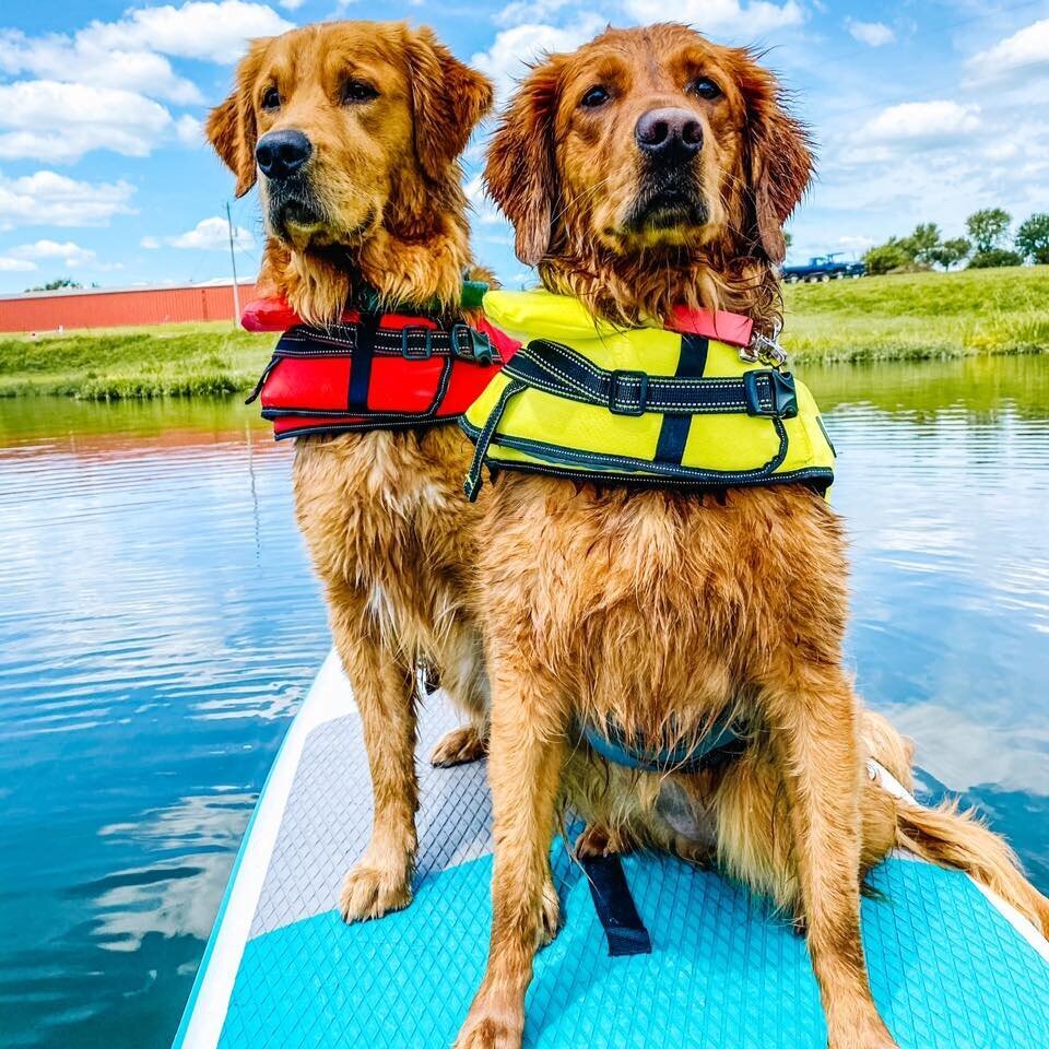 paddle board dogs