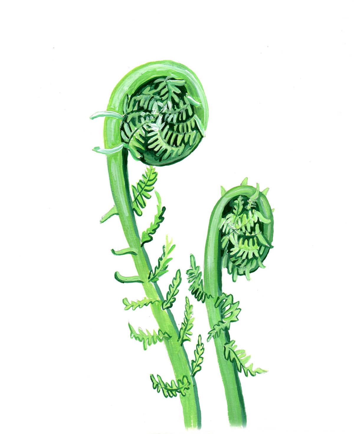 Fiddleheads_low-res