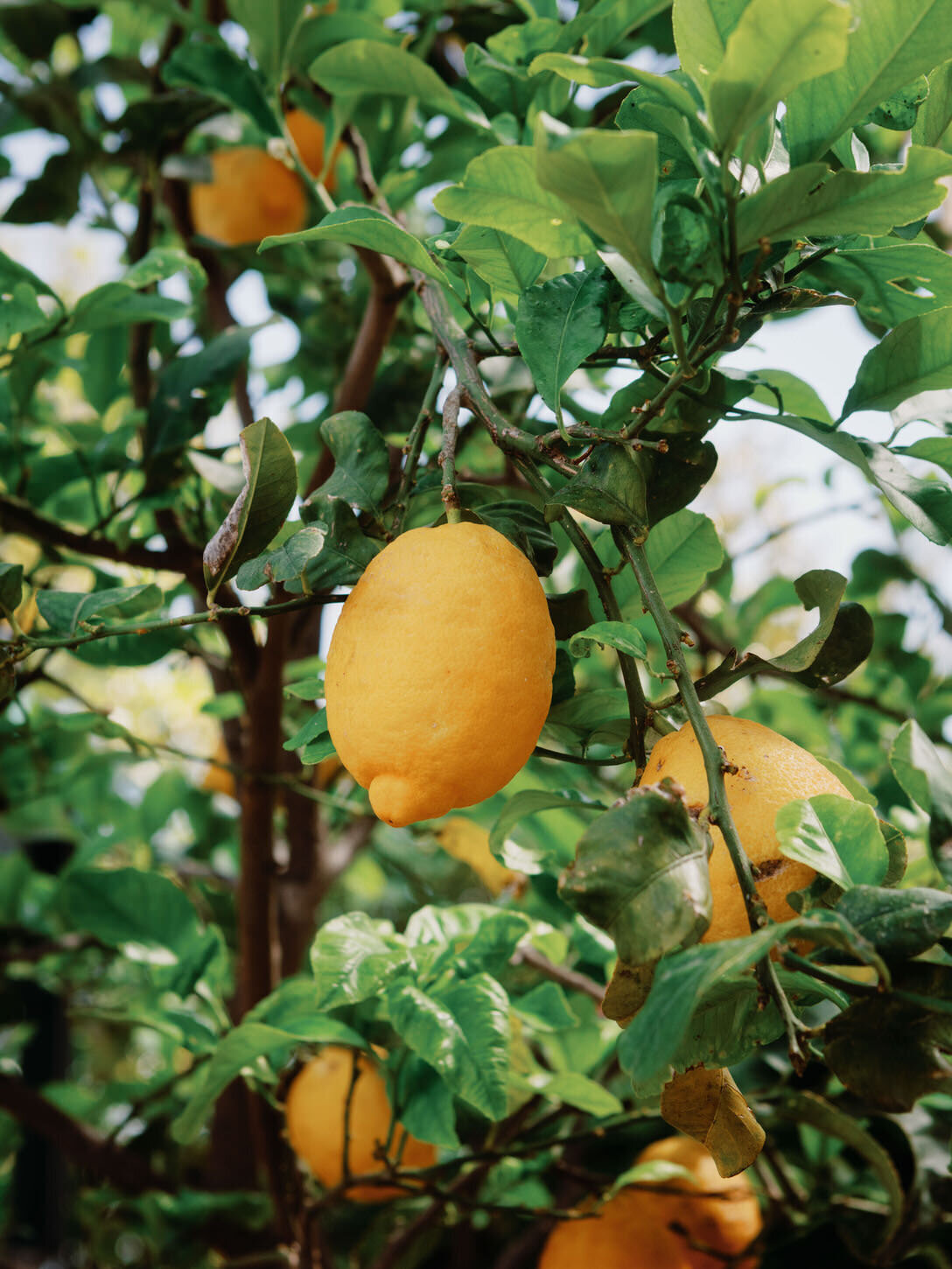 caruso-belmond-hotel-amalfi-coast-ravello-wedding-17-lemon-tree-detail-jenny-fu-studio