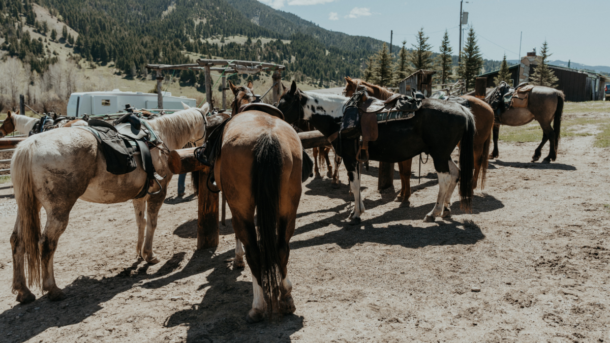 Montana Wedding