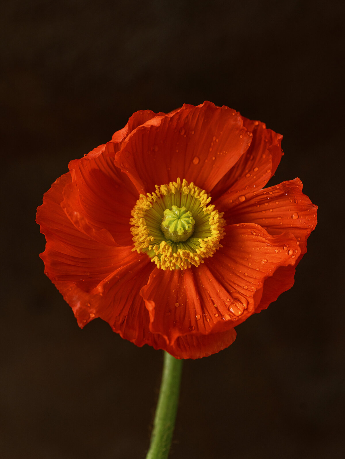 Sarah Bradshaw Editorial & Commercial photograph 0003