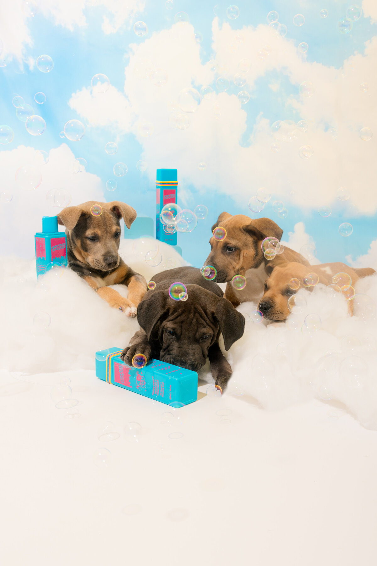 puppies_-2
