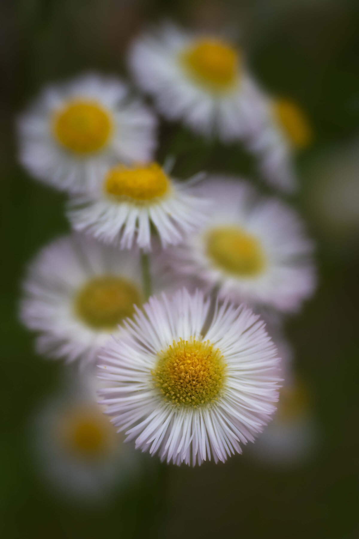 2022.05-Garden-PA-Stoneleigh-Garden-Macro-Flower-Chrissy-Donadi-Photography-Clear-Fleabane-Native-Plant