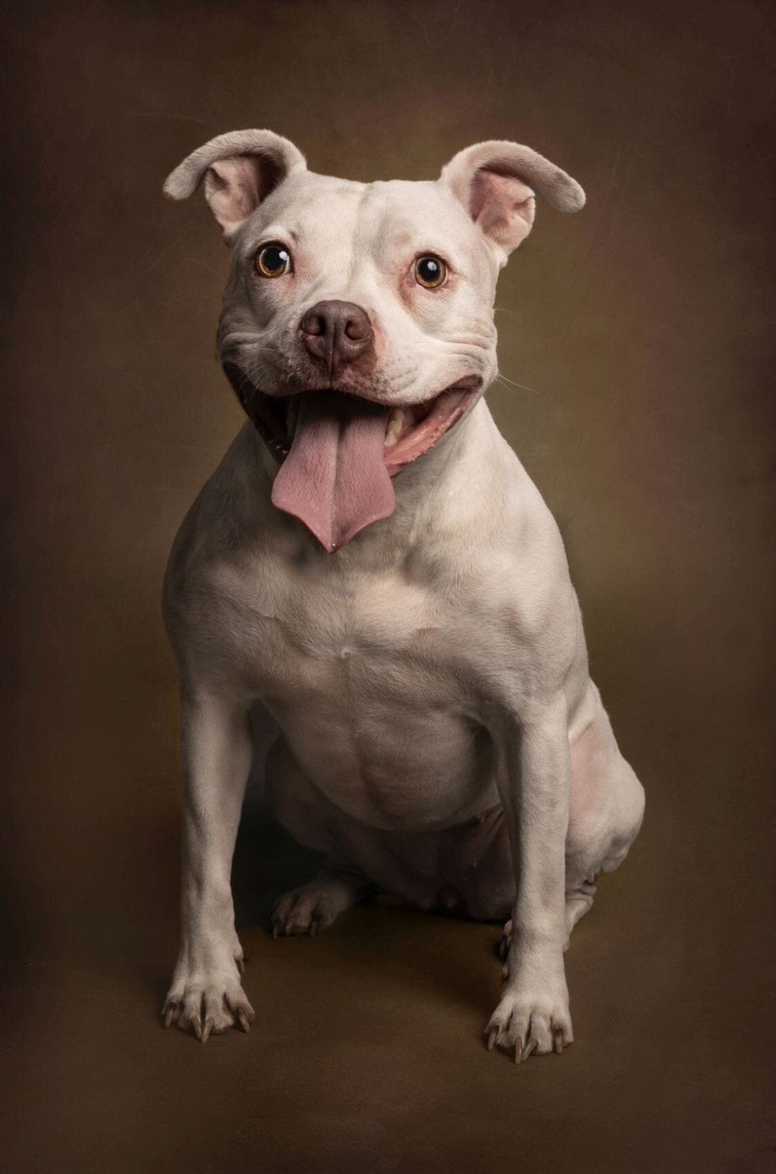 lilla-bordas-portraits-tampa-DOG-photographer1390_2 - Copy
