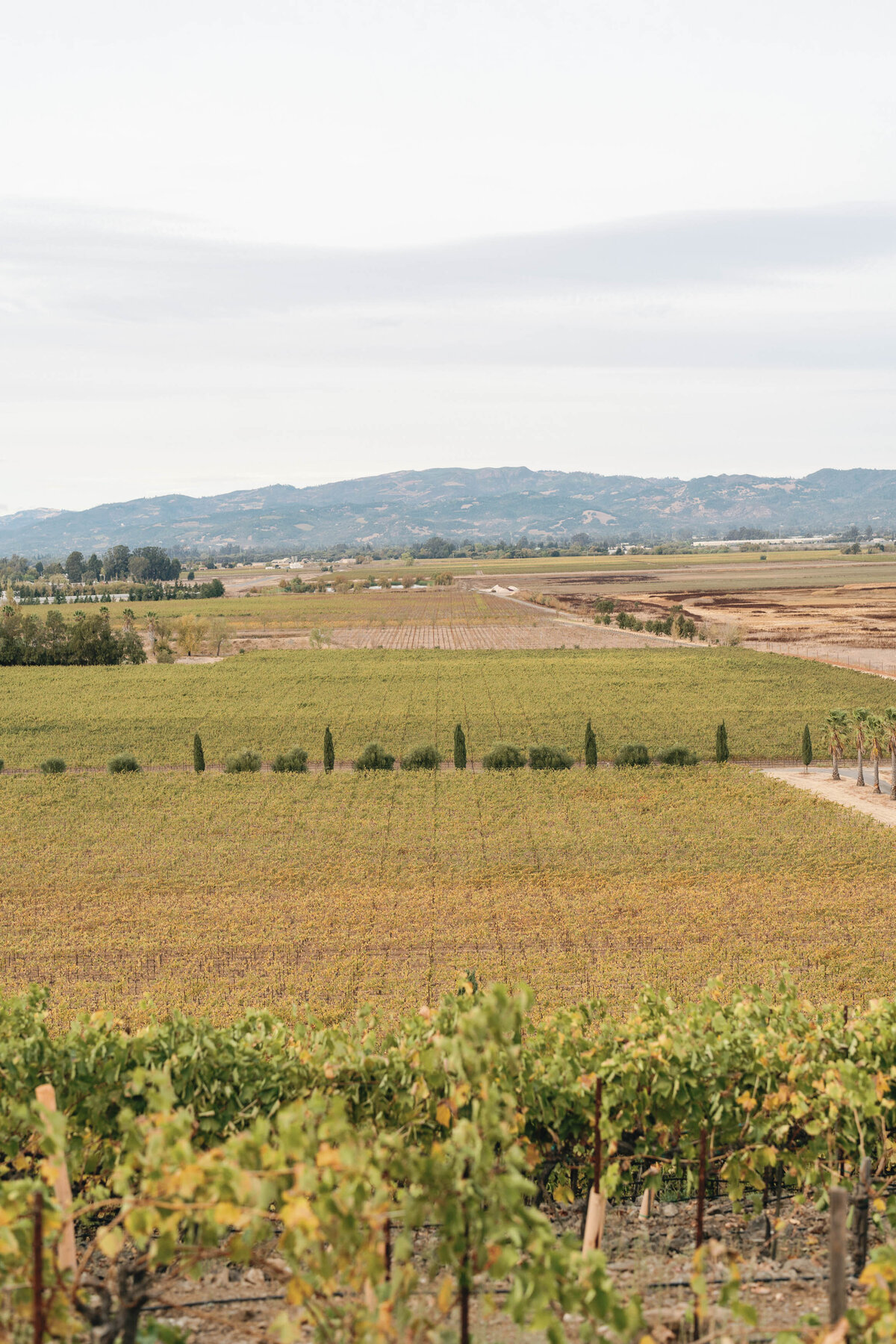 Viansa-Sonoma-Wedding-73