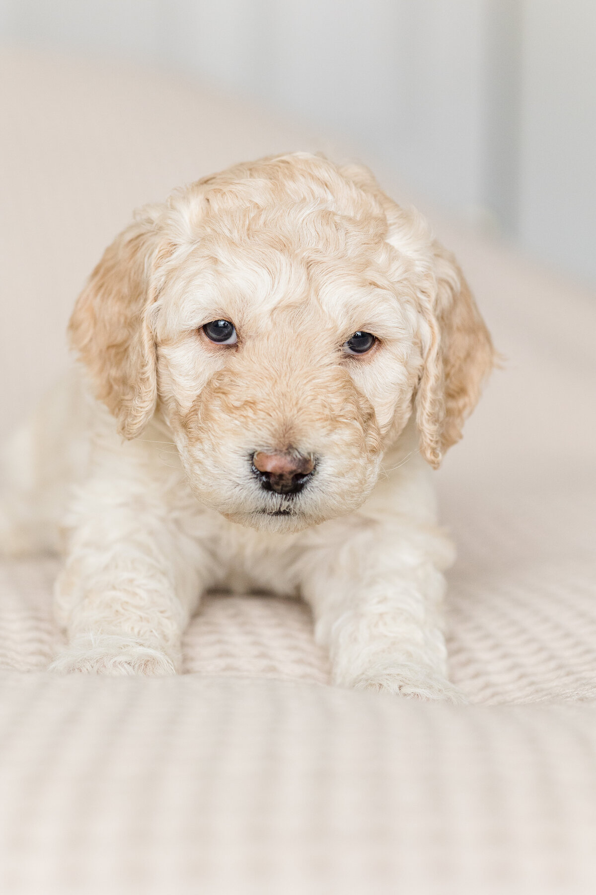 034_Bernedoodles