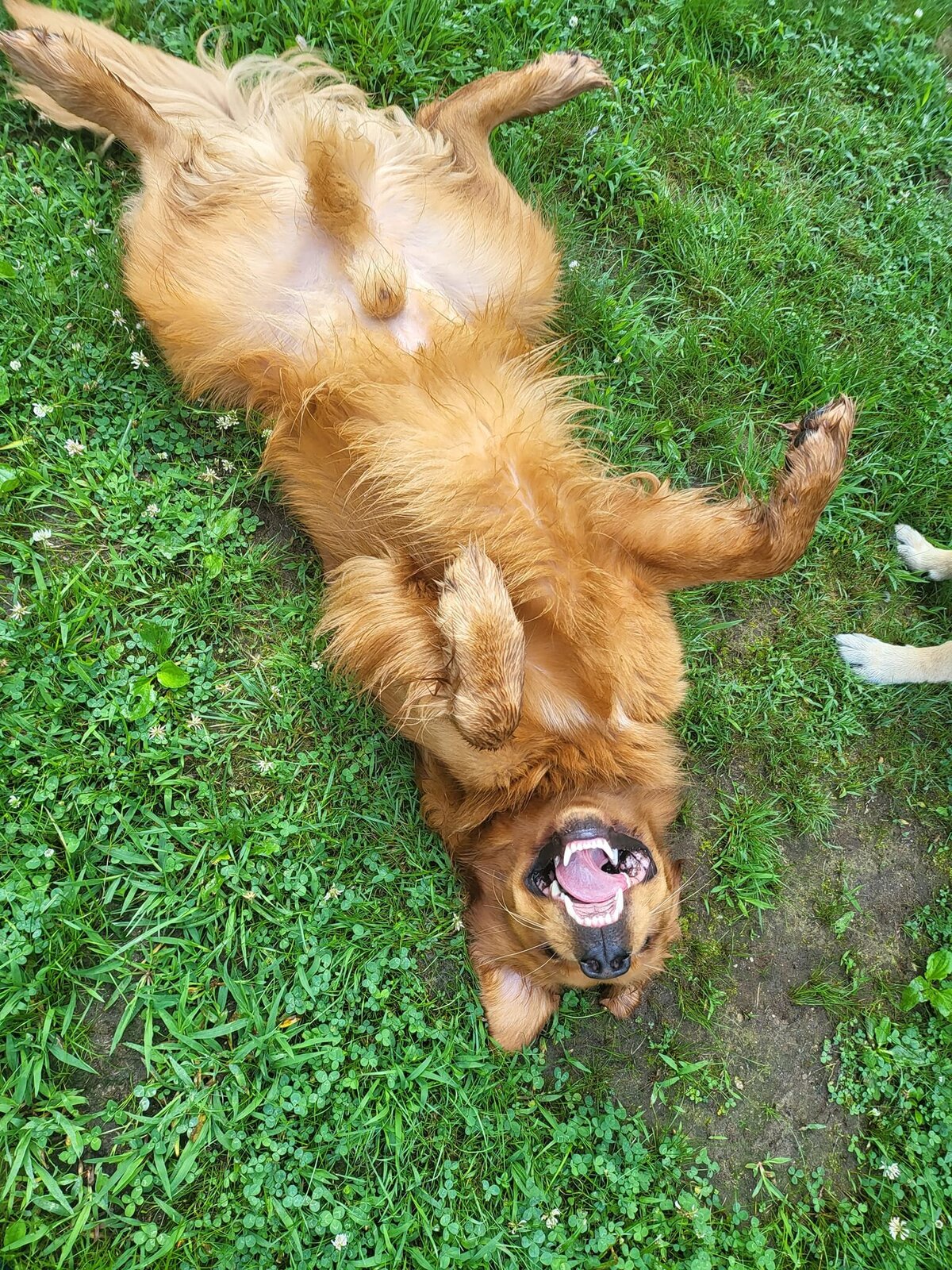 Koda funny
