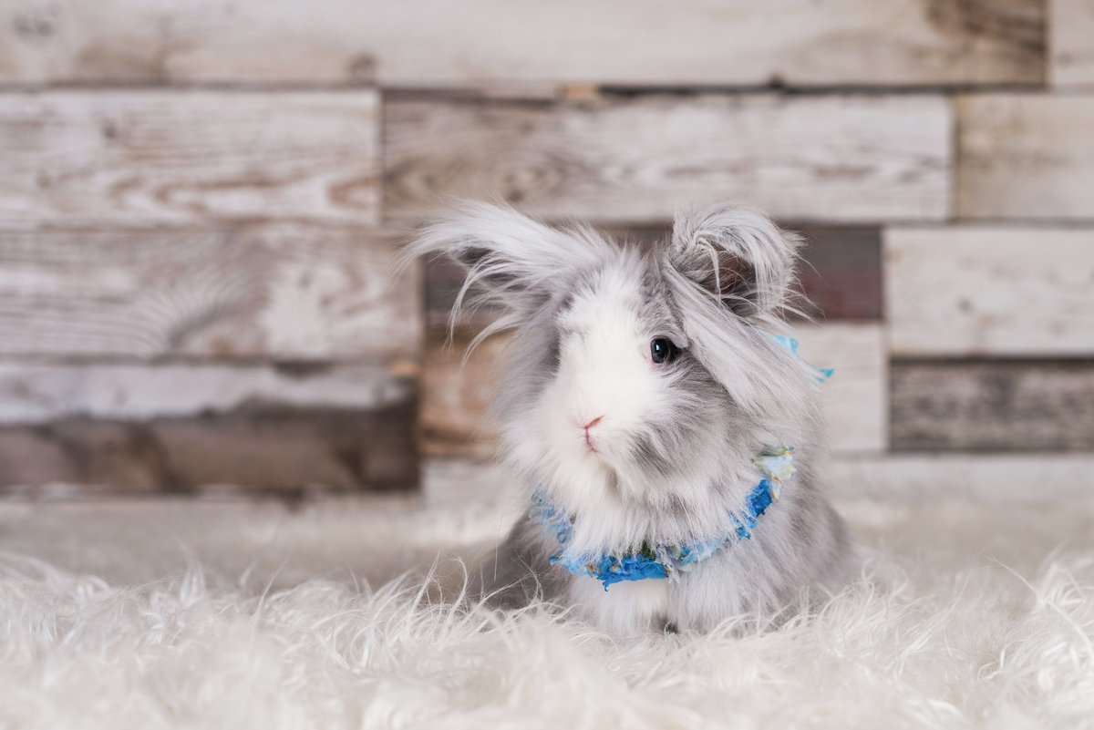 photo of grey and white bunny in studio