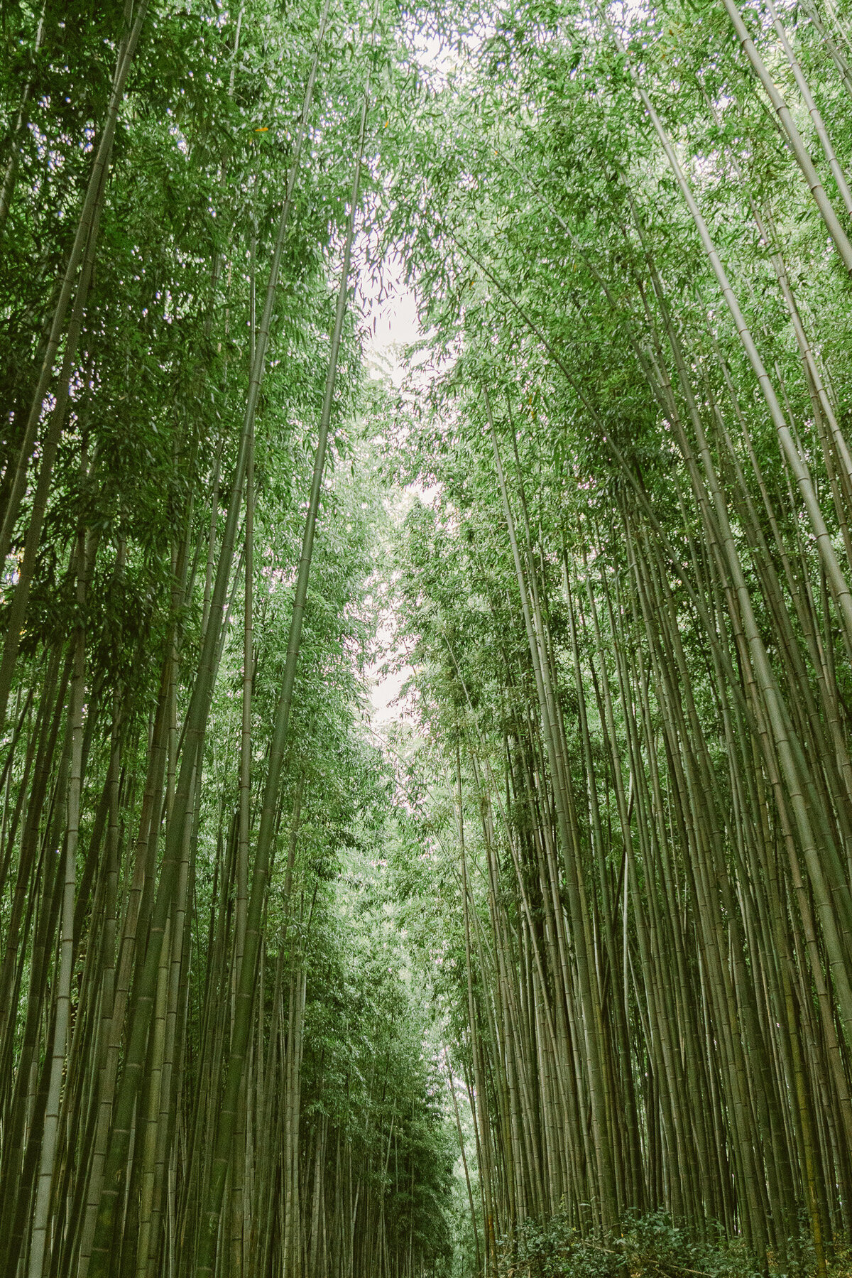 Bamboo Forest Korea