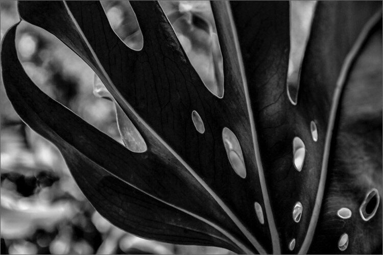 Photographic Flower Black and White Metal Print closeup of fan shaped leaves with holes Title Sub Rosa