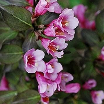 51eHLKkAIKL._SY355_