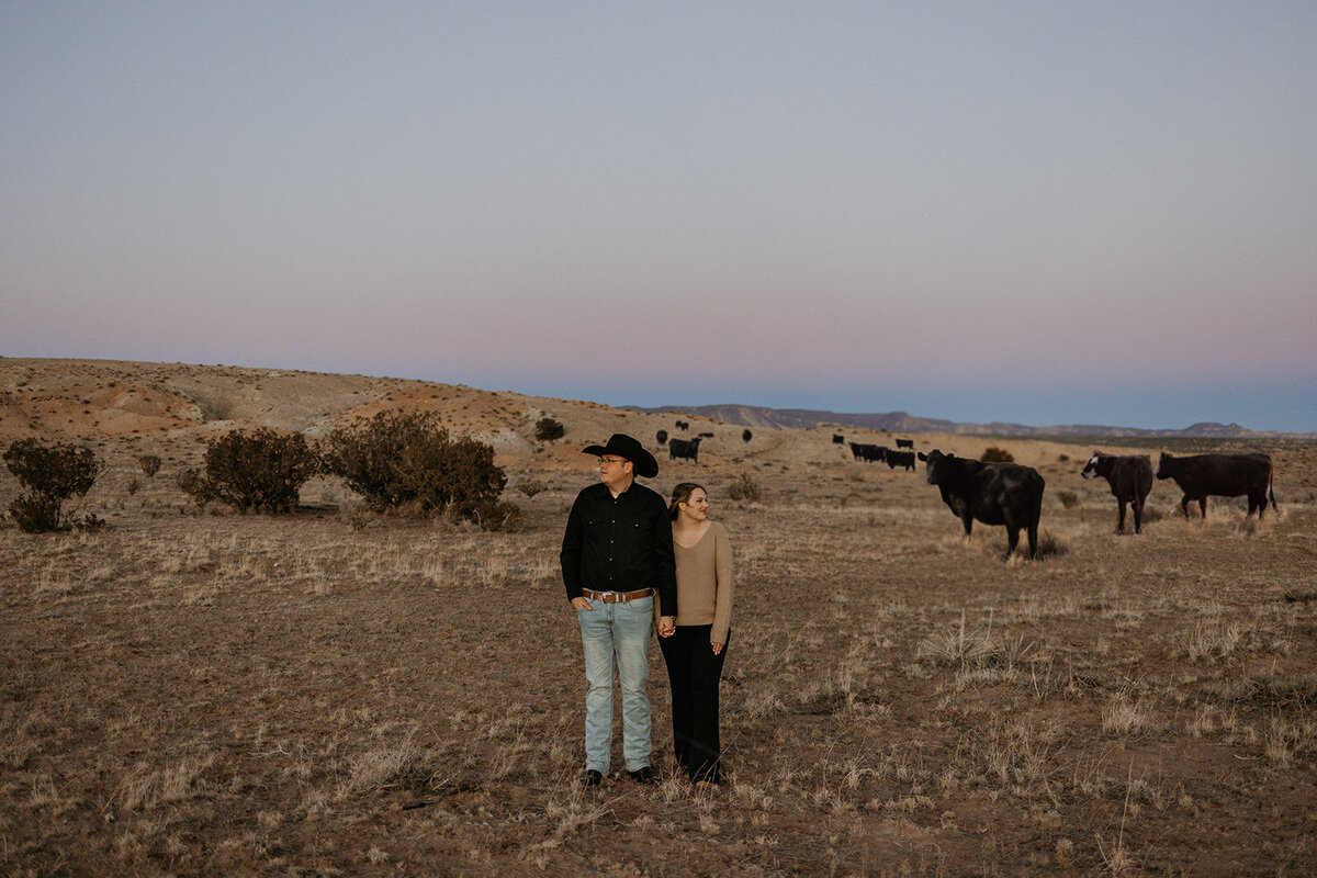 engaged couple standing together with a wide desert view with cows behind them