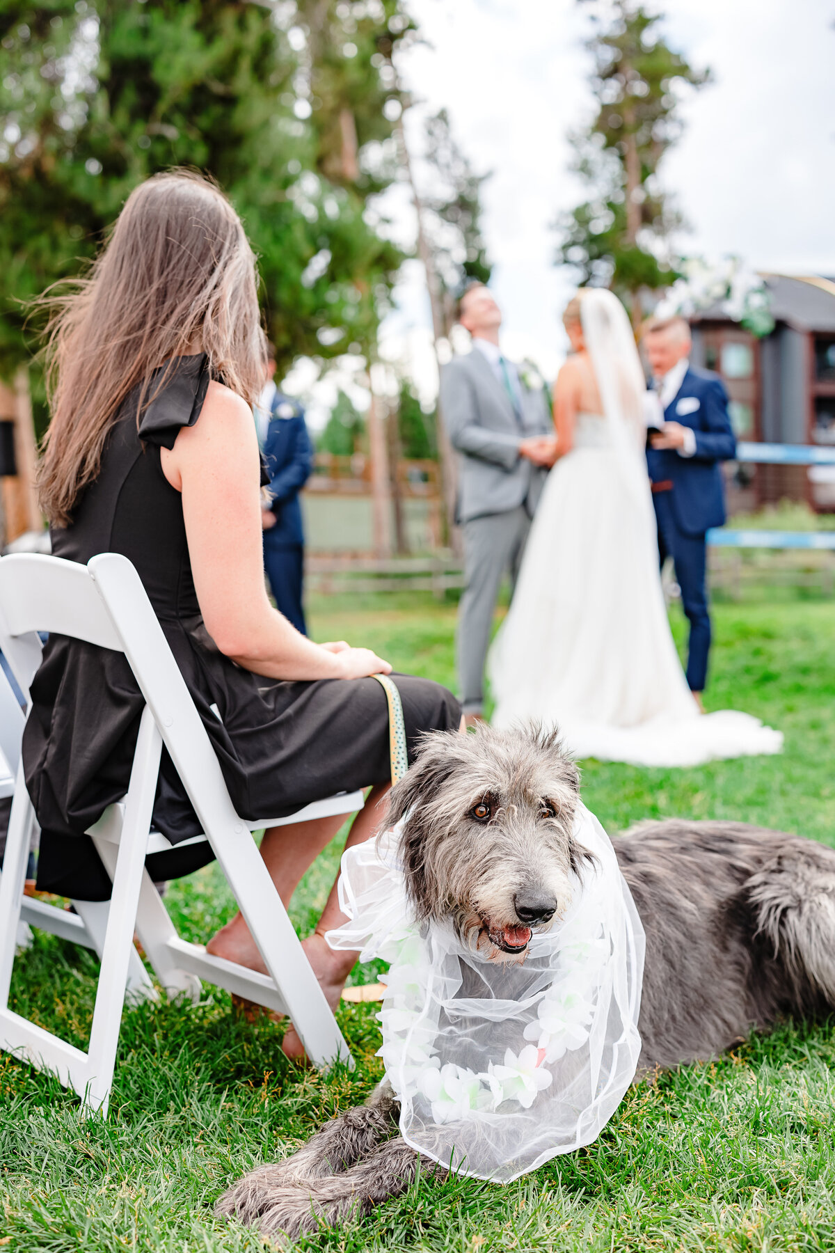 Dog in wedding