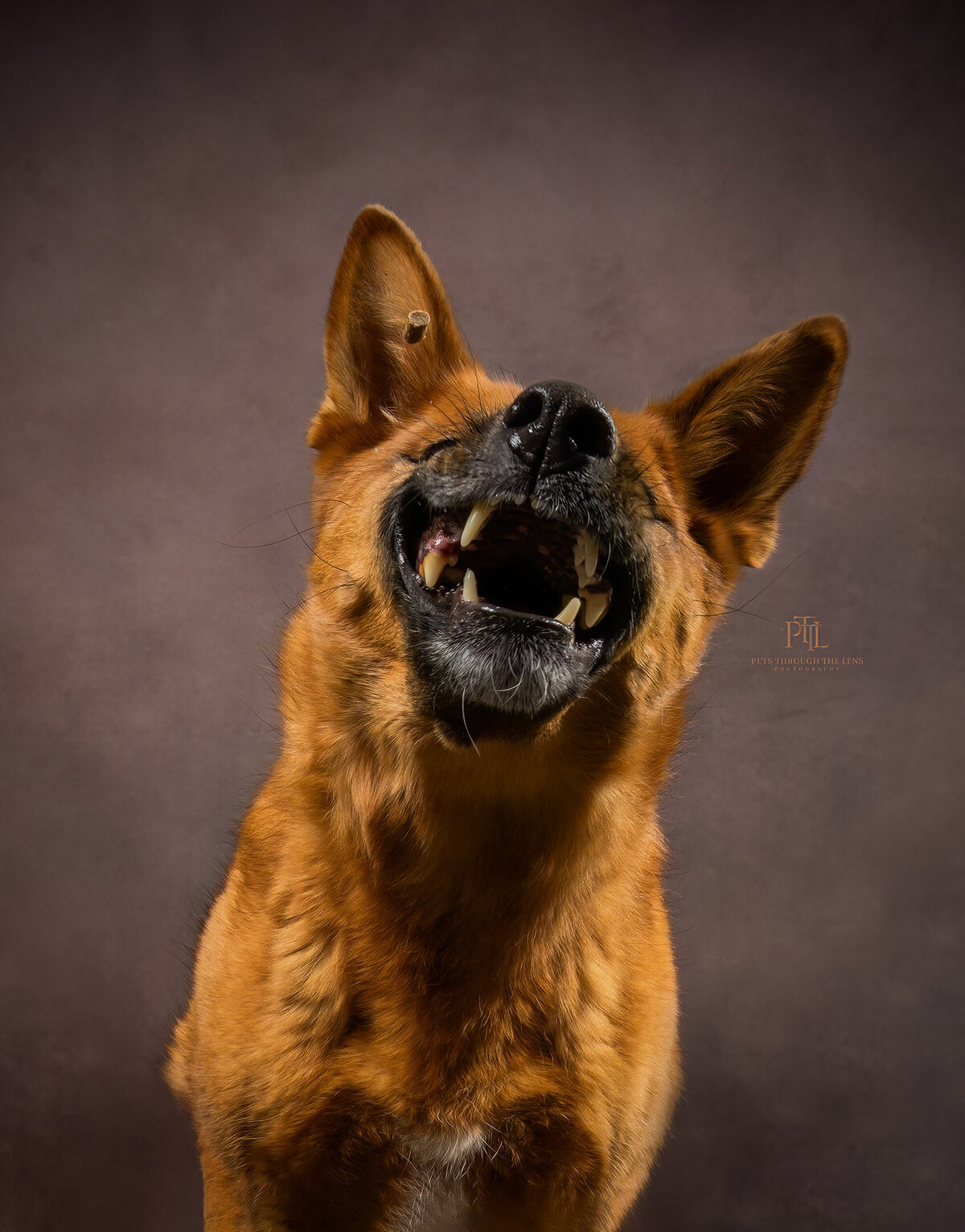 Pets-through-the-Lens-Photography-Vancouver—Lifestyle-Studio-Dog-Photography