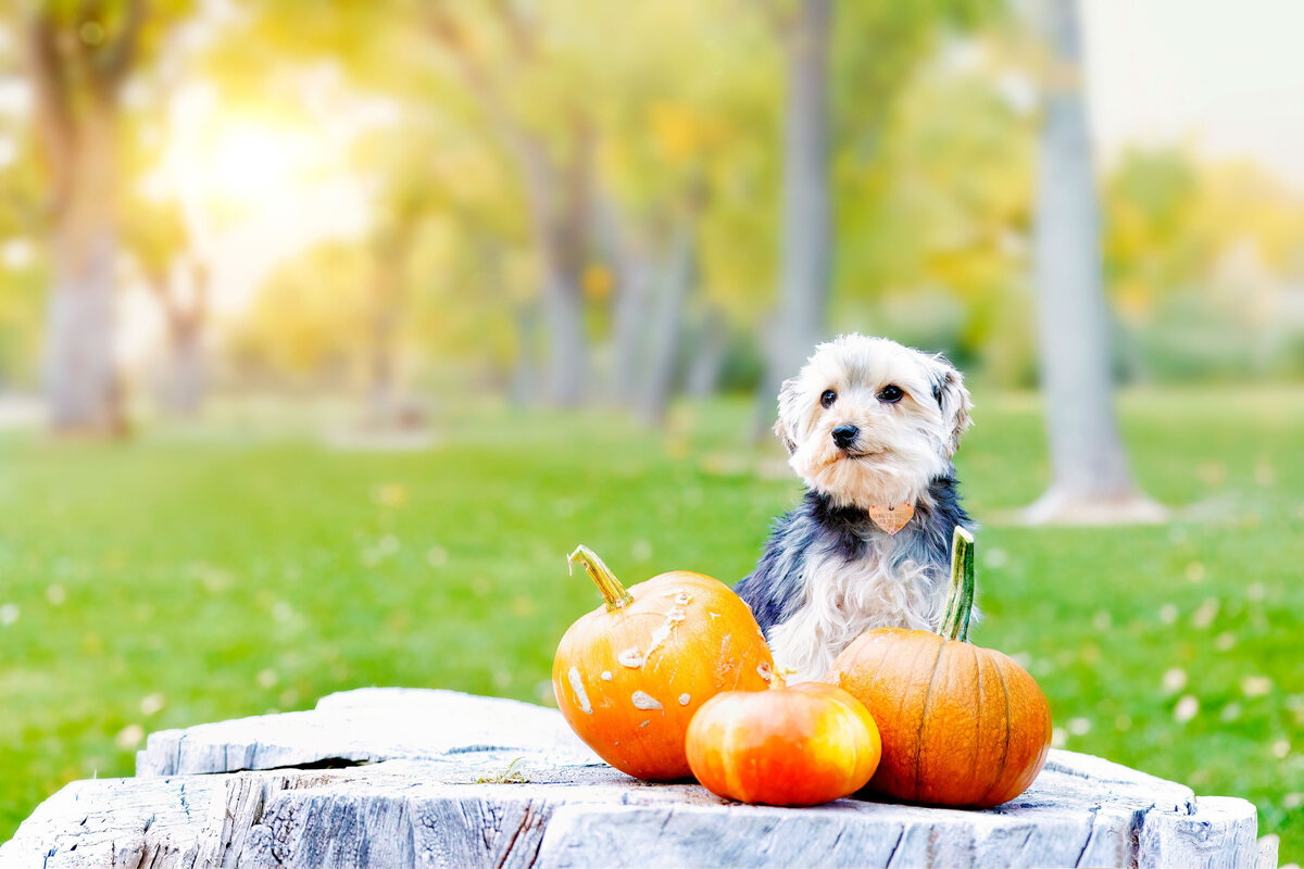 Pet Photographer Grand Junction -  330