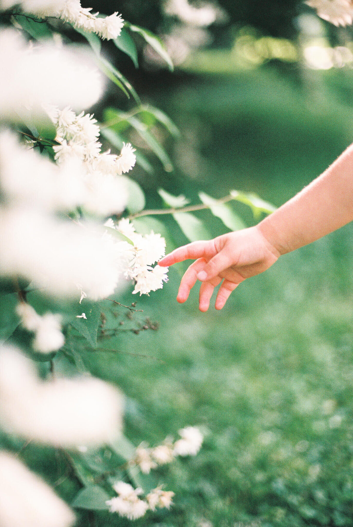 child hand touching white flower in spring