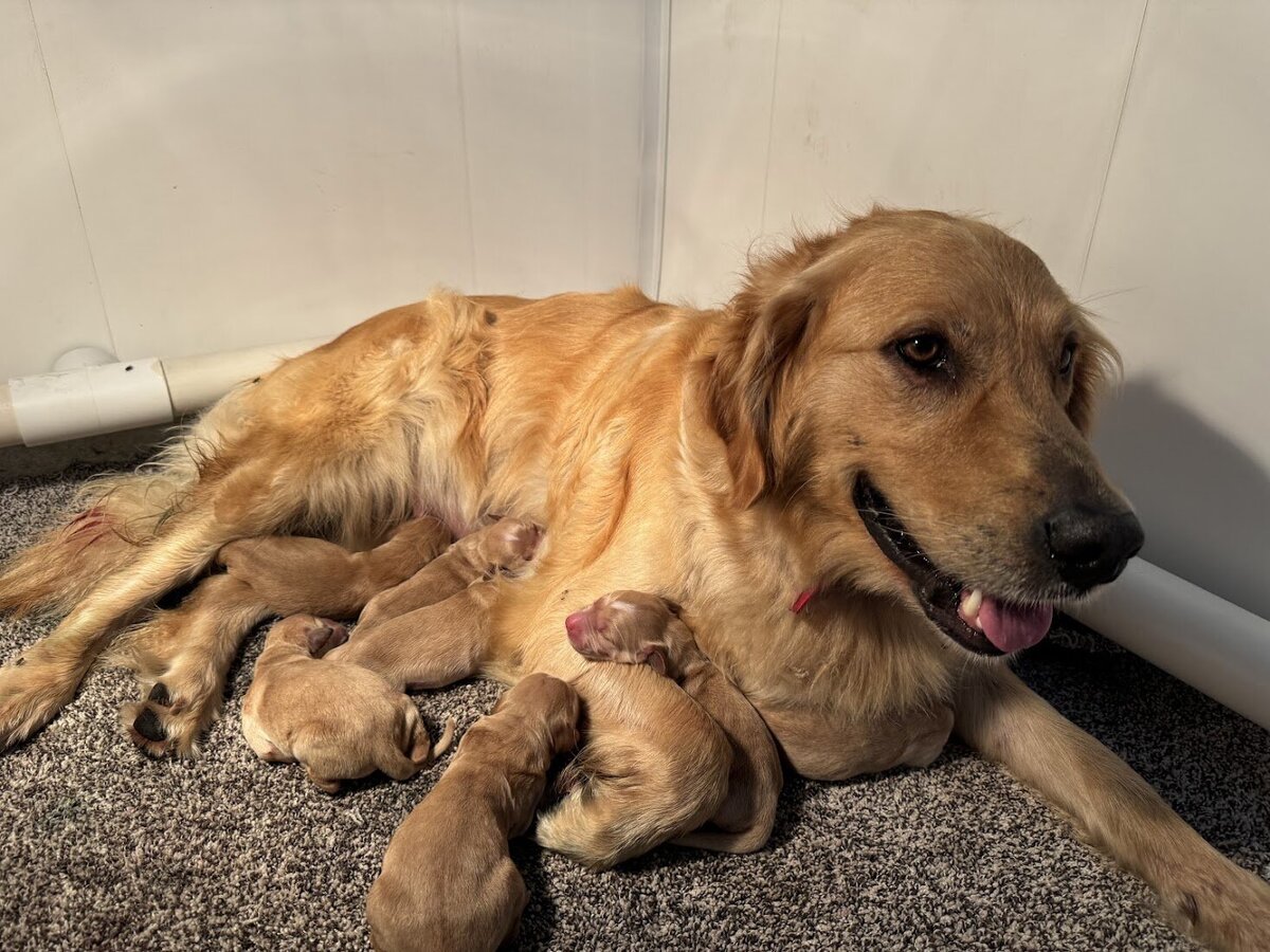 Appelgate-golden-retriever-puppies-Emmie-8