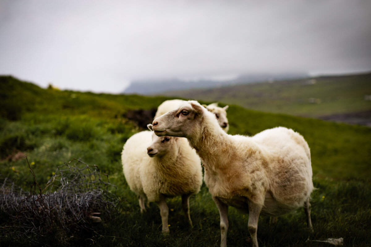 Iceland for Website-39